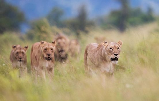 Wildlife photography is a genre of photography concerned with documenting various forms of wildlife in their natural habitat.