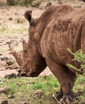 Wildlife photography is a genre of photography concerned with documenting various forms of wildlife in their natural habitat.