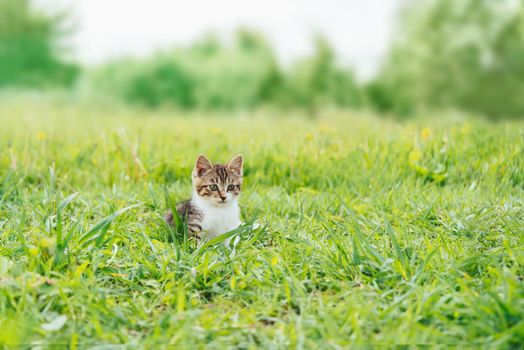 Cute kitten walking on green meadow in summer