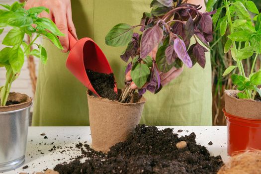 Woman's hands transplanting plant a into a new pot