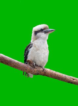 Laughing Kookaburra Dacelo gigas standing on the Twig. Isolated on green background