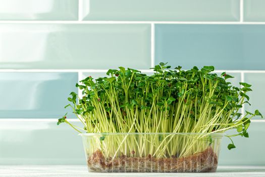 Micro green sprouts growing in tray in kitchen against mint tile wall. Healthy eating