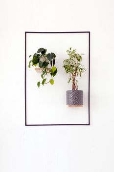 Small wooden shelves with green plants in square on white wall