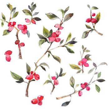 Watercolor botanical illustration of twig with red berries on white background