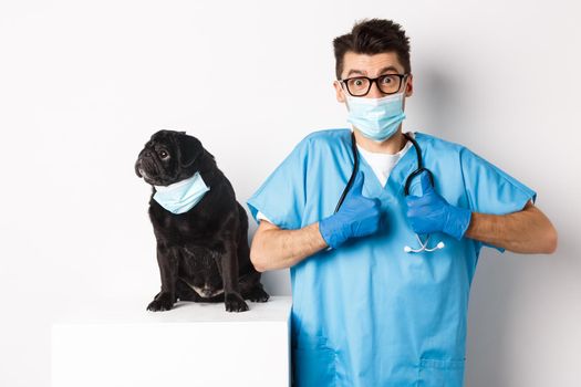 Small black pug dog in medical mask looking left at copy space while doctor veterinarian showing thumbs up in praise and approval, white background.