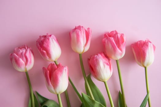 Yellow Tulip flowers are arranged on a pink background. Flowers on a close-up photo frame. Spring concept. Women's day. Mother's day.