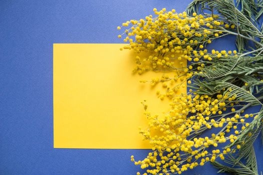 Spring concept, top view. Mimosa and a sheet of yellow paper on a blue background. Mimosa close-up. Happy spring. Space for text.
