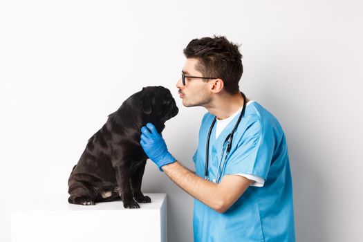 Handsome doctor veterinarian examining black pug, vet kissing and petting cute dog, white background.