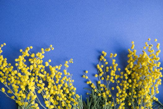 Spring concert. Mimosa on a blue background. Mimosa close-up. Happy spring. Space for text.