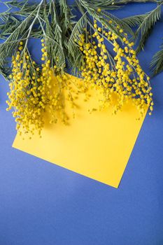 Spring concept, top view. Mimosa and a sheet of yellow paper on a blue background. Mimosa close-up. Happy spring. Space for text.