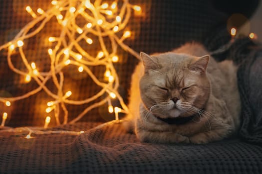 Nice brown scottish cat lying on sofa with blurred bokeh lights. Shorthair pet sleeping. Concept of home comfort with domestic animals. Copy space for text. Backdrop for cat's products advertisement