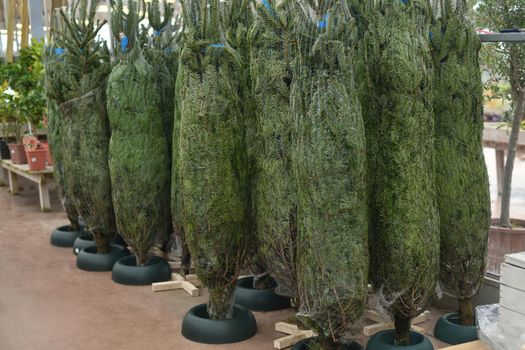 Christmas trees wrapped in a net for sale at a market