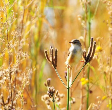 Wildlife photography is a genre of photography concerned with documenting various forms of wildlife in their natural habitat.