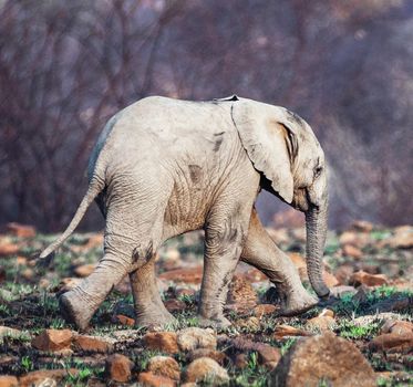 Wildlife photography is a genre of photography concerned with documenting various forms of wildlife in their natural habitat.