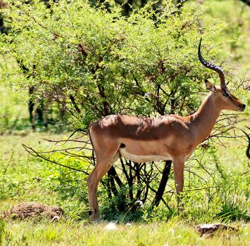 Wildlife photography is a genre of photography concerned with documenting various forms of wildlife in their natural habitat.