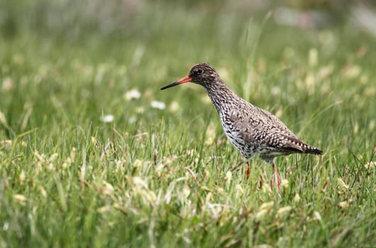 A redshank (Tringa tetanus) searching for Food, Peninsula Nordstrand, Germany, Europe