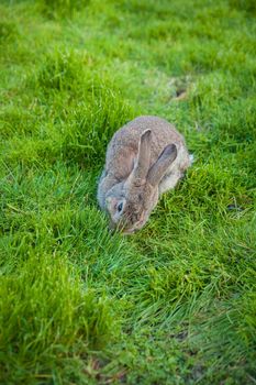 One rabbit eats grass in the garden