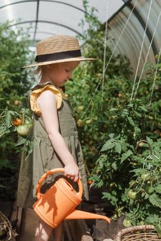 A little girl in a straw hat is picking tomatoes in a greenhouse. Harvest concept.