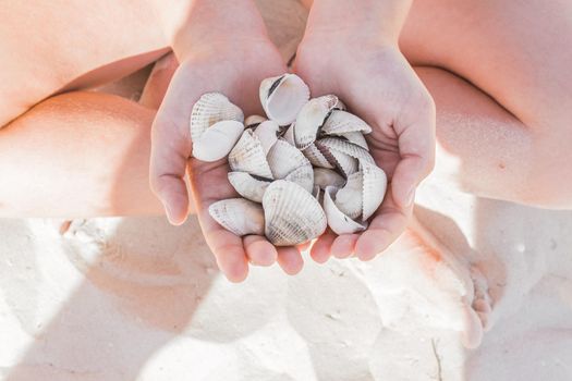 Hands of a close-up girl hold a bunch of seashells on the beach white sand background.