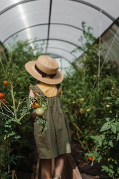 A little girl in a straw hat is picking tomatoes in a greenhouse. Harvest concept. Gardening in the country.