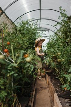 A little girl in a straw hat is picking tomatoes in a greenhouse. Harvest concept. Gardening in the country.