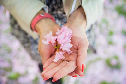 sakura flower in the hands of a young girl