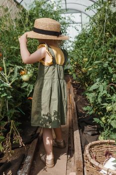 A little girl in a straw hat is picking tomatoes in a greenhouse. Harvest concept. Watering plants with water, caring for tomatoes.