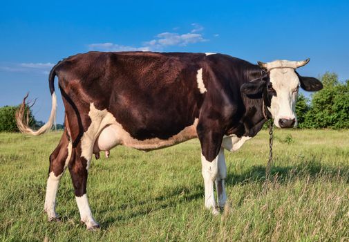 Cow grazing on the farm and looking into camera. Black and white cow on a pasture.