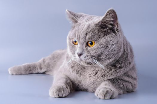 Tired gray British cat lies on a violet background.