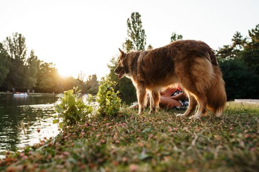 Close up photo portrait of Border Collie dog in park