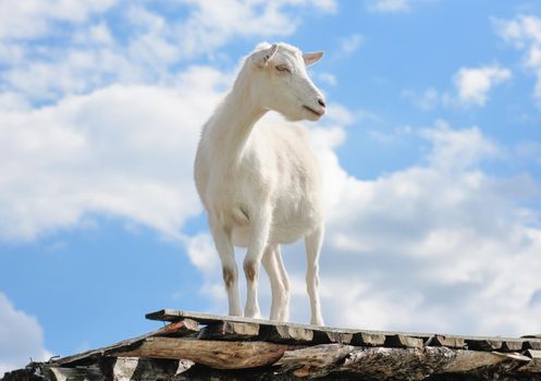 Funny goat standing on barn roof on country farm. Cute and funny white young goat on a background of blue sky. Farm animals.