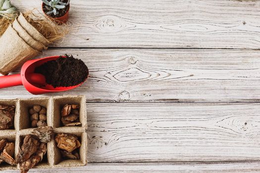 Florist concept. Replanting beautiful succulents on wooden background