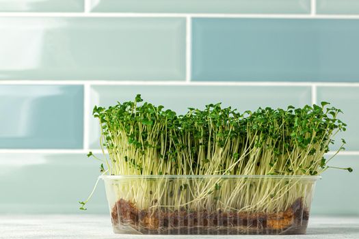 Micro green sprouts growing in tray in kitchen against mint tile wall. Healthy eating