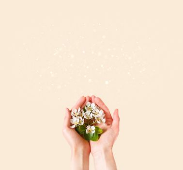 Women's hands with white apple blossoms in the palms on a champagne pink background. spring time, love, tenderness. skin care, natural cosmetics. Banner, space for text