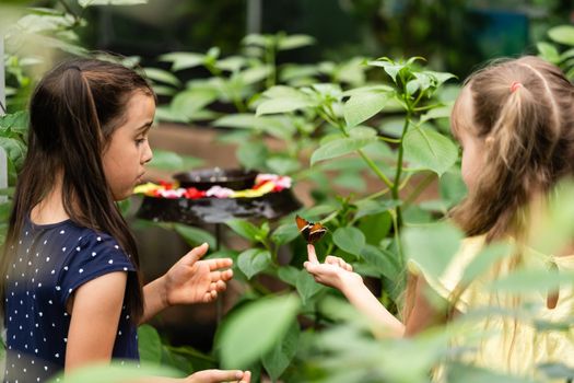 Two little sisters holding a butterfly in their hands. Children exploring nature. Family leisure with kids at summer.