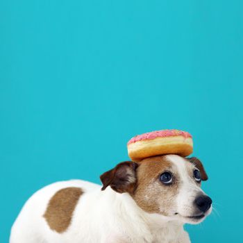 Funny Jack Russell Terrier dog with donut on its head looking at doughnut on blue background