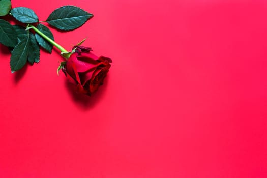 Red rose on red background with copyspace. A gift for a woman on a holiday, an invitation to a date, Valentine's Day, a sign of love