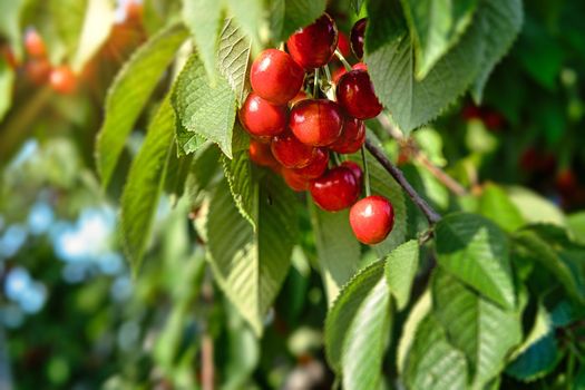 Red cherry fruits on the branches of the tree swing in the wind