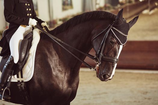 woman jockey with his horse in uniform for Dressage. close up