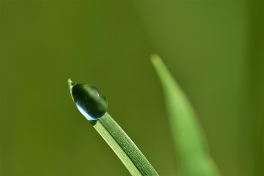 Dew drop on blade of grass against a green blurry background