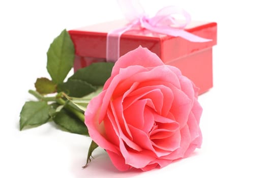 Pink rose and red gift box over white