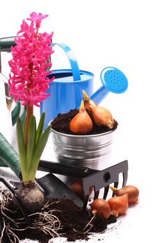 Gardening tools and hyacinth isolated on white