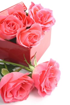 Pink roses and red gift box over white