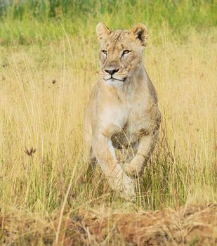 Wildlife photography is a genre of photography concerned with documenting various forms of wildlife in their natural habitat.