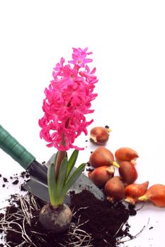 Hyacinth with shovel and flower bulbs over white