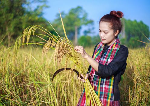 farmer woman using sickle to harvesting rice in field, Thailand