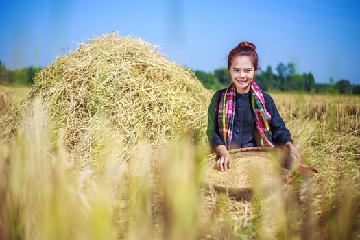 farmer woman threshed rice in field, Thailand