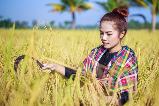 farmer woman using sickle to harvesting rice in field, Thailand