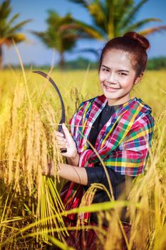 farmer woman using sickle to harvesting rice in field, Thailand