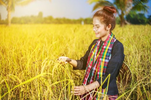 farmer woman using sickle to harvesting rice in field, Thailand